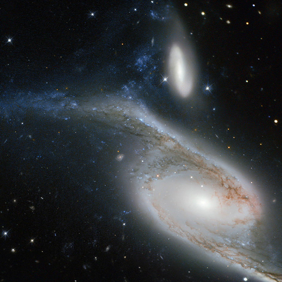 This picture, taken by the NASA/ESA Hubble Space Telescope’s Wide Field Planetary Camera 2 (WFPC2), shows a galaxy known as NGC 6872 in the constellation of Pavo (The Peacock). Its unusual shape is caused by its interactions with the smaller galaxy that can be seen just above NGC 6872, called IC 4970. They both lie roughly 300 million light-years away from Earth. From tip to tip, NGC 6872 measures over 500 000 light-years across, making it the second largest spiral galaxy discovered to date. In terms of size it is beaten only by NGC 262, a galaxy that measures a mind-boggling 1.3 million light-years in diameter! To put that into perspective, our own galaxy, the Milky Way, measures between 100 000 and 120 000 light-years across, making NGC 6872 about five times its size. The upper left spiral arm of NGC 6872 is visibly distorted and is populated by star-forming regions, which appear blue on this image. This may have been be caused by IC 4970 recently passing through this arm — although here, recent means 130 million years ago! Astronomers have noted that NGC 6872 seems to be relatively sparse in terms of free hydrogen, which is the basis material for new stars, meaning that if it weren’t for its interactions with IC 4970, NGC 6872 might not have been able to produce new bursts of star formation. A version of this image was entered into the Hubble’s Hidden Treasures image processing competition by contestant Judy Schmidt.